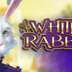 white rabbit